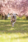 running Beagle