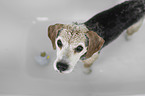 Beagle in a bathtub