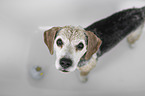 Beagle in a bathtub