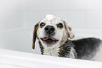 Beagle in a bathtub