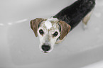Beagle in a bathtub