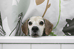 Beagle portrait