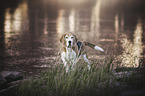 standing Beagle