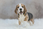 standing Beagle puppy