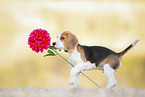 standing Beagle puppy