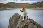 Beagle at the water