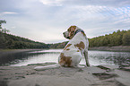 Beagle at the water
