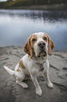 Beagle at the water