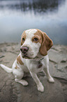 Beagle at the water