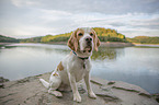 Beagle at the water
