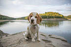 Beagle at the water