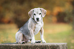 sitting Beagle