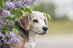 Beagle Portrait