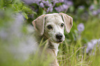 Beagle Portrait