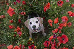 sitting Beagle
