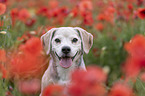 Beagle Portrait