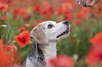Beagle Portrait
