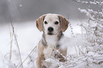 Beagle Portrait