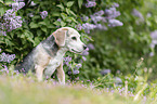 sitting Beagle