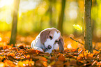 lying Beagle