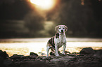 standing Beagle