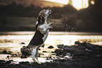 begging Beagle