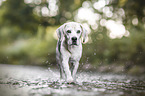 walking Beagle