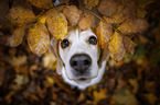 Beagle portrait