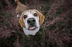 Beagle