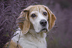 Beagle portrait