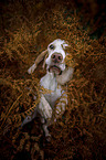 Beagle