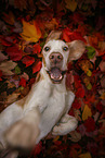Beagle in the leafage