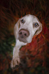Beagle in the leafage