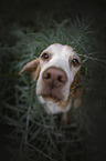 Beagle portrait