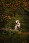 standing Beagle