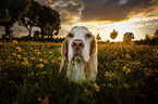 Beagle portrait