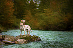 standing Beagle