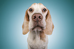 Beagle portrait