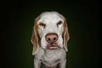 Beagle portrait