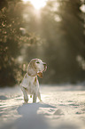 Beagle in the snow