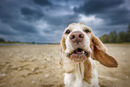 Beagle at the beach