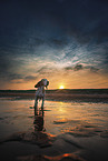 Beagle at the beach