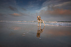 Beagle at the beach