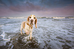 Beagle at the beach