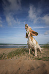 Beagle at the beach