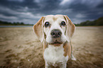 Beagle at the beach
