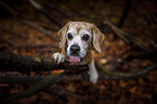 Beagle