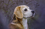 Beagle portrait