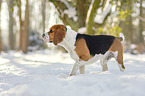 walking Beagle