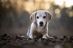 lying Australian Shepherd